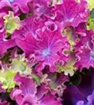 Hydrangea macrophylla violett 'Curly® Sparkle Blue Purple'