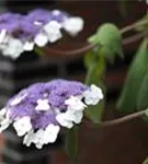 Lila Blüten Fellhortensie Macrophylla