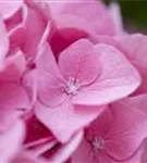 Nahaufnahme Blüten Hydrangea macrophylla 'Rosita'