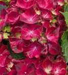 Nahaufnahme pinke Blüten Hydrangea macrophylla 'Magical Ruby Red' ®