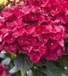 Blütenball pink Hydrangea macrophylla 'Magical Ruby Red' ®