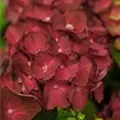 Dunkle Blüten Hydrangea macrophylla 'Magical Ruby Tuesday'®