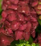 Dunkle Blüten Hydrangea macrophylla 'Magical Ruby Tuesday'®