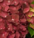 Blüten Hydrangea macrophylla 'Magical Ruby Tuesday'®