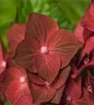 Nahansicht Blüten Hydrangea macrophylla 'Magical Ruby Tuesday'®