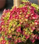 Blüten grün-pink Hydrangea macrophylla 'Speedy Red'