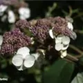 Nahaufnahme Blüten Fellhortensie Macrophylla
