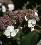 Nahaufnahme Blüten Fellhortensie Macrophylla