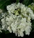 Weiße Blüten Bauernhortensie Coco