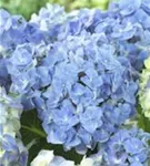 Hydrangea Forever & Ever® 'Blue'