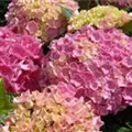 Hydrangea Forever & Ever® 'Pink'