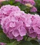 Hydrangea Forever & Ever® 'Pink'