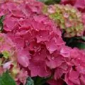 Hydrangea Forever & Ever® 'Red'