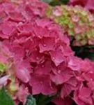 Hydrangea Forever & Ever® 'Red'