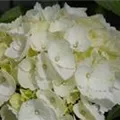 Hydrangea Forever & Ever® 'White'