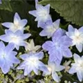 Hydrangea Hovaria® 'Elleair Anniversary' blau