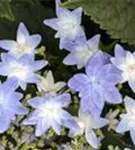 Blaue Blüten Hydrangea Hovaria® 'Elleair Anniversary'