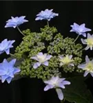 Fernaufnahme Blüten Hydrangea Hovaria® 'Elleair Anniversary'