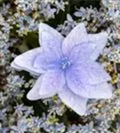 blaue Hydrangea Hovaria® 'Elleair Anniversary'