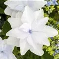 Nahaufnahme der Blüte einer Bauernhortensie Hovaria® 'Feuerwerk weiß'