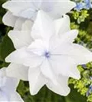 Nahaufnahme der Blüte einer Bauernhortensie Hovaria® 'Feuerwerk weiß'