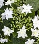 Artikelaufnahme mehrerer Blüten einer Bauernhortensie Hovaria® 'Feuerwerk weiß'