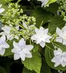 Bild von den Blüten einer Bauernhortensie Hovaria® 'Feuerwerk weiß'