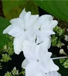 Blütenbild einer Bauernhortensie Hovaria® 'Feuerwerk weiß'
