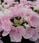 Nahaufnahme Blüten Bauernhortensie Hovaria® 'Hobella'