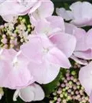 Helle Nahaufnahme von Blüten einer Bauernhortensie Hovaria® 'Hobella'