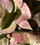 Dunkle Blüten der Bauernhortensie Hovaria® 'Hobergine'