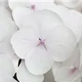 Nahaufnahme Blüte Bauernhortensie Hovaria® 'Holibel'