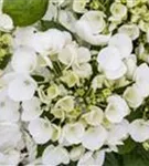 Bauernhortensie Hovaria® 'Holibel' Blüten detailliert