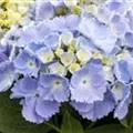 Blaue Blüten Bauernhortensie Hovaria® 'Homigo'