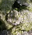 Blüten Bauernhortensie Hovaria® 'Hopaline' im Schatten