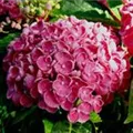 Blütenball Fliederhortensie Hovaria® 'Hopcorn Pink'