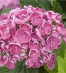 Blühende Blüten Fliederhortensie Hovaria® 'Hopcorn Pink'