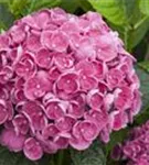 Blütenball Fliederhortensie Hovaria® 'Hopcorn Pink'