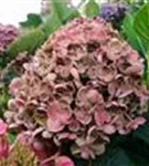 Fernaufnahme Blütenball Fliederhortensie Hovaria® 'Hopcorn Pink'