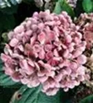 Mehrere Blüten Fliederhortensie Hovaria® 'Hopcorn Pink'