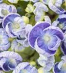 Nahaufnahme Blüten hell Fliederhortensie Hopcorn Purple