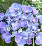 Blüten Fliederhortensie Hopcorn Purple