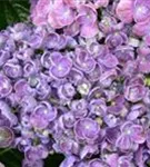 Nahaufnahme Blütenball Fliederhortensie Hovaria Hopcorn Purple