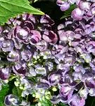 Blüten Fliederhortensie Hovaria Hopcorn Purple