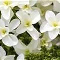 Nahaufnahme blühende Blüten Eichenblatthortensie Hovaria® 'Quercifolia'