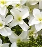 Nahaufnahme blühende Blüten Eichenblatthortensie Hovaria® 'Quercifolia'