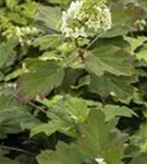 Blätter mit Blüten Eichenblatthortensie Hovaria® 'Quercifolia'