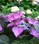 Teller Hortensie violett 'Dark Angel'® Teller violett