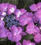 Hydrangea macr. violett 'Dark Angel'®