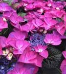 Tellerhortensie Hydrangea macr. violett 'Dark Angel'®